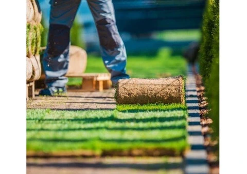 Transform Your Lawn Completely With Soft Leaf Buffalo Turf