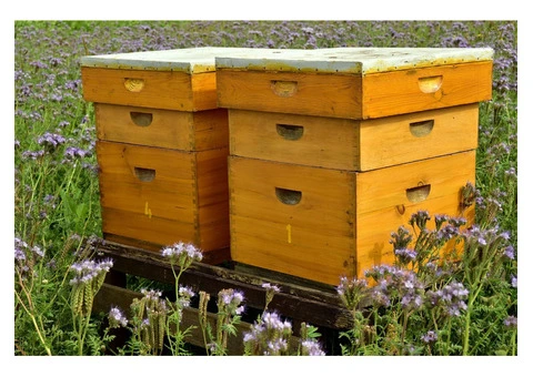 Simply Honey Online Store - 3/4