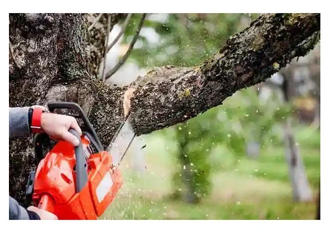 Tree Lopping Sydney: Revitalize Your Trees, Enhance Your View