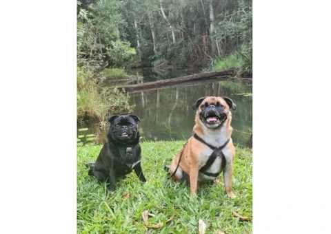 Escape to Pet-Friendly Paradise in Atherton Tablelands