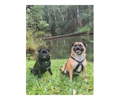 Escape to Pet-Friendly Paradise in Atherton Tablelands