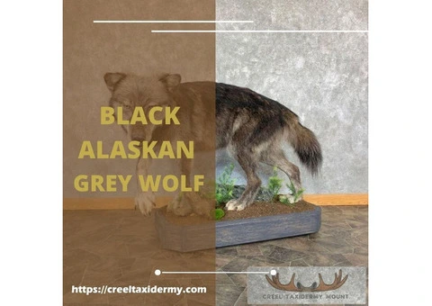 Order Black Alaskan Grey Wolf Taxidermy Mount Online