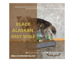 Order Black Alaskan Grey Wolf Taxidermy Mount Online