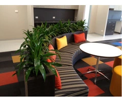 Breathe New Life into Your Office: Indoor Plant Hire Solutions