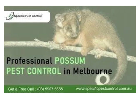 Effective & Safe Possum Pest Control in Melbourne