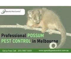 Effective & Safe Possum Pest Control in Melbourne