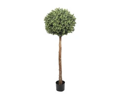 Create a Sensational Manicured Green Space with Topiary Trees