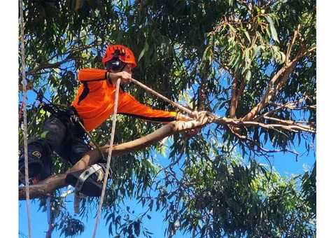Tree Removal Adelaide | Tree Cutting Adelaide