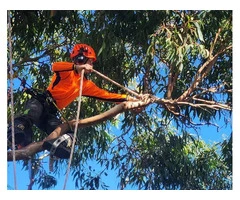 Tree Removal Adelaide | Tree Cutting Adelaide