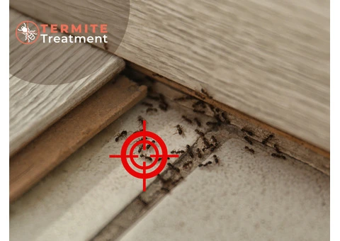 Emergency Termite Treatment: FAST & Effective 24Hr Service