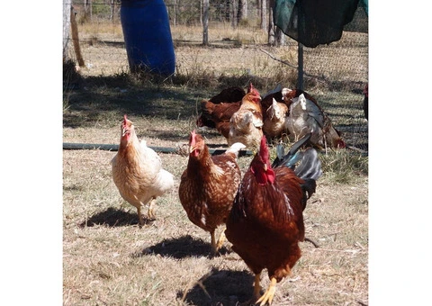 Giving away Chickens!