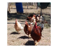 Giving away Chickens!