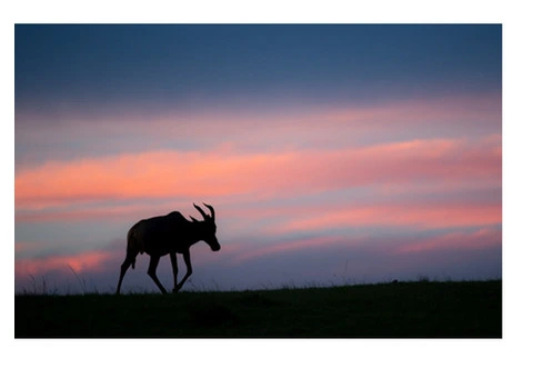 Safari Guru - African Safari Travel Specialists in Australia - 2/8