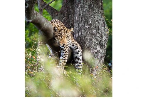 Safari Guru - African Safari Travel Specialists in Australia - 3/8