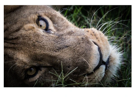 Safari Guru - African Safari Travel Specialists in Australia - 5/8