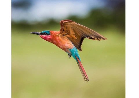 Safari Guru - African Safari Travel Specialists in Australia - 6/8