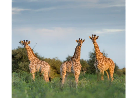 Safari Guru - African Safari Travel Specialists in Australia - 7/8