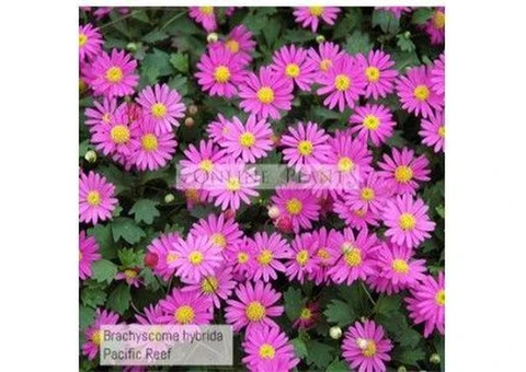 cordyline varieties australia