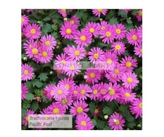 cordyline varieties australia