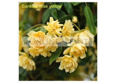 cordyline varieties australia - 2/2