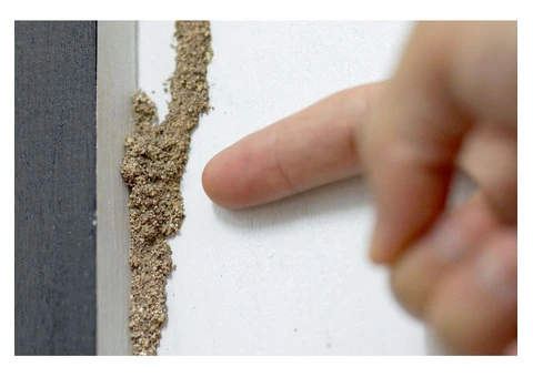 Have you checked for termites lately? - 1/7