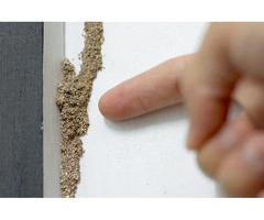 Have you checked for termites lately?