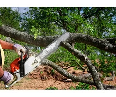Tree Trimming Sydney: Expert Pruning for Healthy Growth