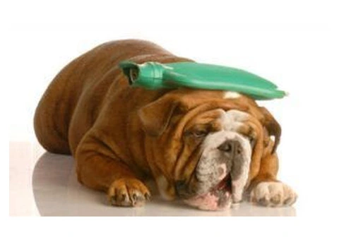 Natural Paws Holistic Pet Care Services