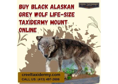 Buy African Aardwolf Online