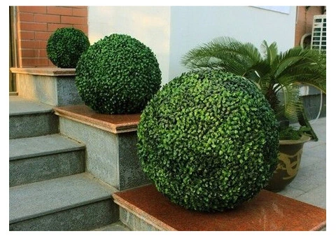 Large Boxwood Topiary Ball UV Resistant 44cm - 1/3