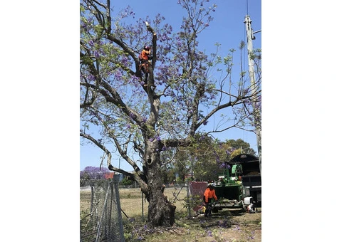 Commercial Tree Work