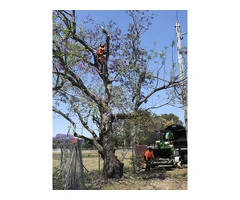 Commercial Tree Work