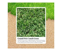 Enhance Your Landscape with Couch Turf