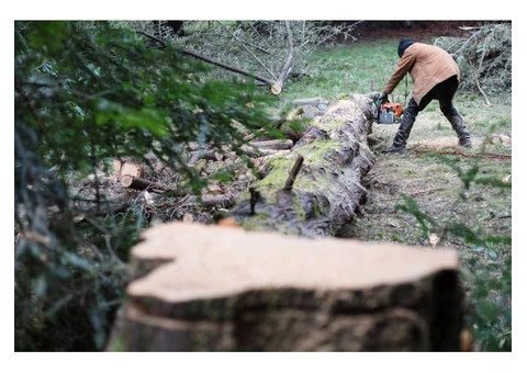 Why is Professional Tree Removal in Balwyn North Essential for Your Property's Safety and Aesthetic?