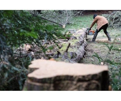 Why is Professional Tree Removal in Balwyn North Essential for Your Property's Safety and Aesthetic?
