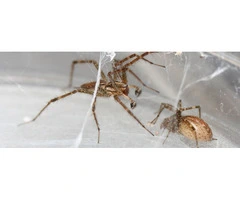 Say Goodbye to Creepy Crawlers With Effective Spider Pest Control in Melbourne