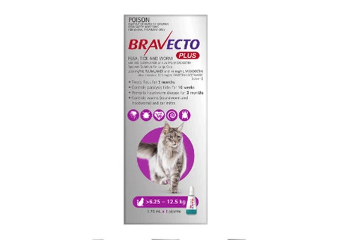 Bravecto Plus for Cats | Flea, Tick, Heartworm & Intestinal Parasites - 1/3