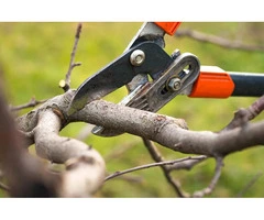 Expert Tree Pruning Services in Campbelltown - Crane Saw Tree Services