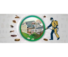 Best Pest Control in Brighton | Magic Pest Control