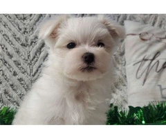 Maltese puppies set for new homes now.