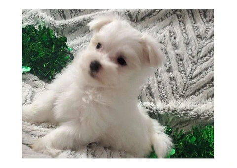 Maltese puppies set for new homes now. - 2/3