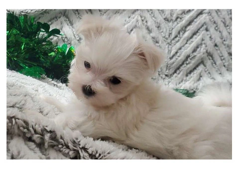 Maltese puppies set for new homes now. - 3/3