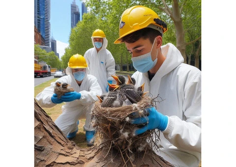 Bird Nest Removal in Melbourne
