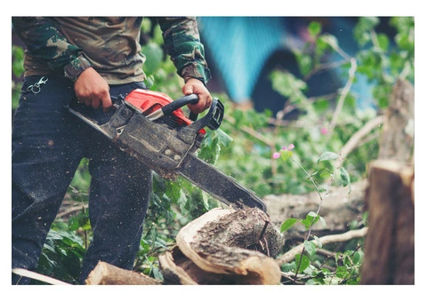 Expert Tree Removal Services in Adelaide