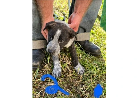 Staghound X Puppies for Sale - 1/5