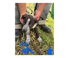 Staghound X Puppies for Sale