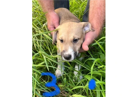 Staghound X Puppies for Sale - 2/5