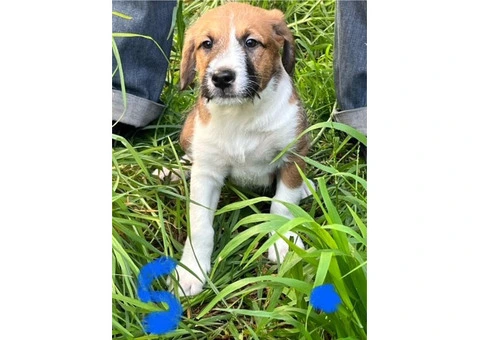 Staghound X Puppies for Sale - 3/5