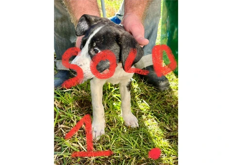 Staghound X Puppies for Sale - 4/5