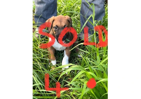 Staghound X Puppies for Sale - 5/5